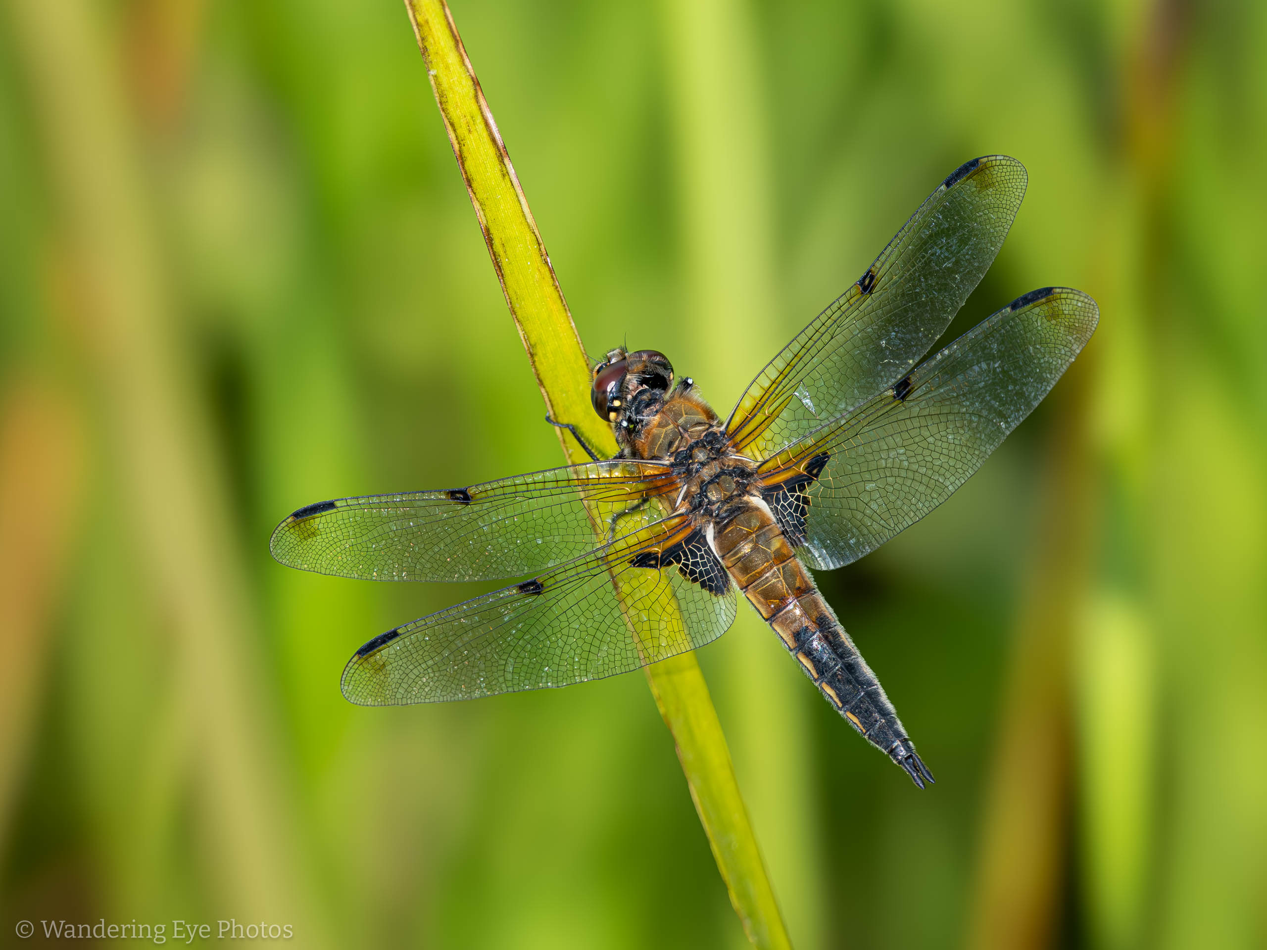 07.03 18.13.40 P7030376